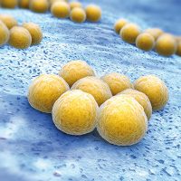 Staphylococcus aureus, un rischio alimentare tipico di ...